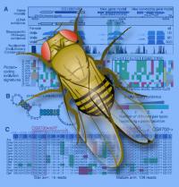 Fly Coding and Noncoding
