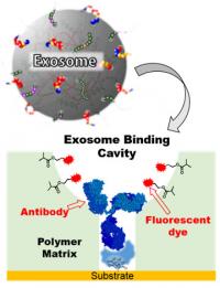 Highly Sensitive Method to Detect Potential Cancer Biomarker (2)