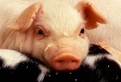 Swine Virus