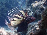 Lionfish in the Mediterranean