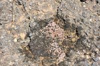 Mature Biocrust