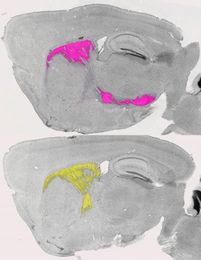 Longitudinal Cut 