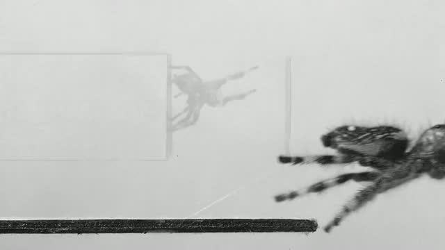 Kim -- the Jumping Spider