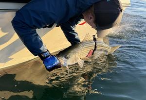 Striped bass are struggling.