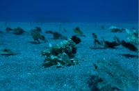 Octopus Camouflage