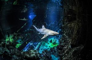 Blacktip reef shark