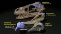Evolution in Birds of Olfactory Bulb (1 of 2)