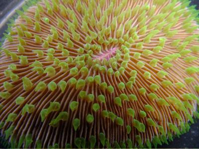 <I>Fungia</I>