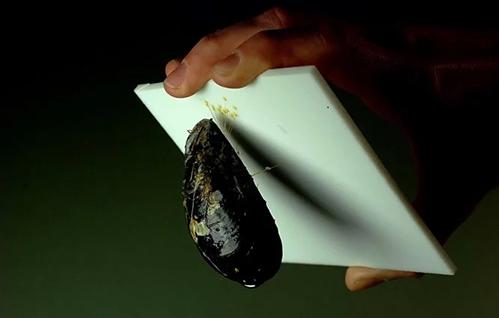 Mussel clings to Teflon Sheet