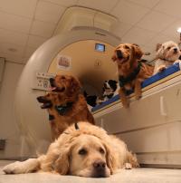 Dogs Understand Both Vocabulary and Intonation of Human Speech (2 of 3)