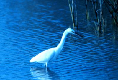 Great White Egret in Charleston Harbor