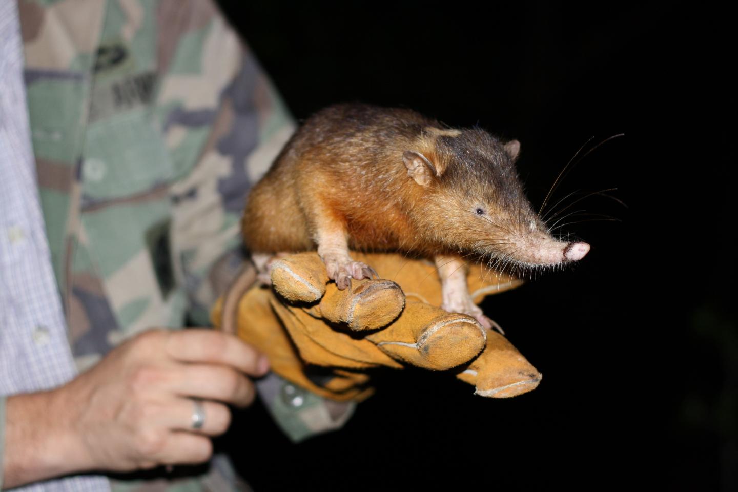 Solenodon