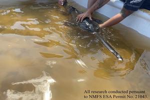 Female Smalltooth Sawfish