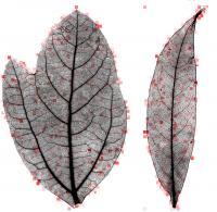 Laurel