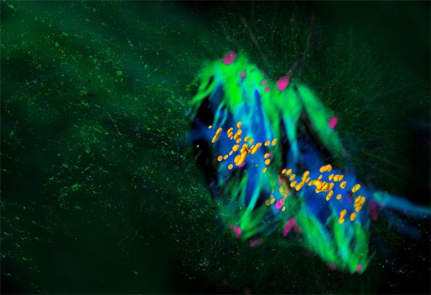 Artistic 3D Rendering of the Dual Spindle in the Mammalian Zygote