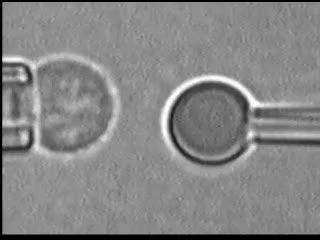 Micropipette Adhesion Frequency Assay Video