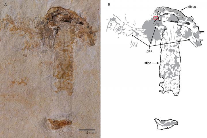 Fossil Mushroom