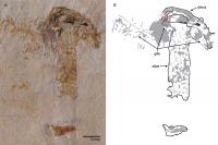 Fossil Mushroom