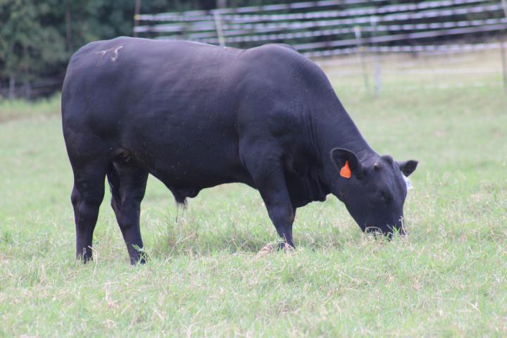 Cattle Foraging