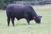Cattle Foraging