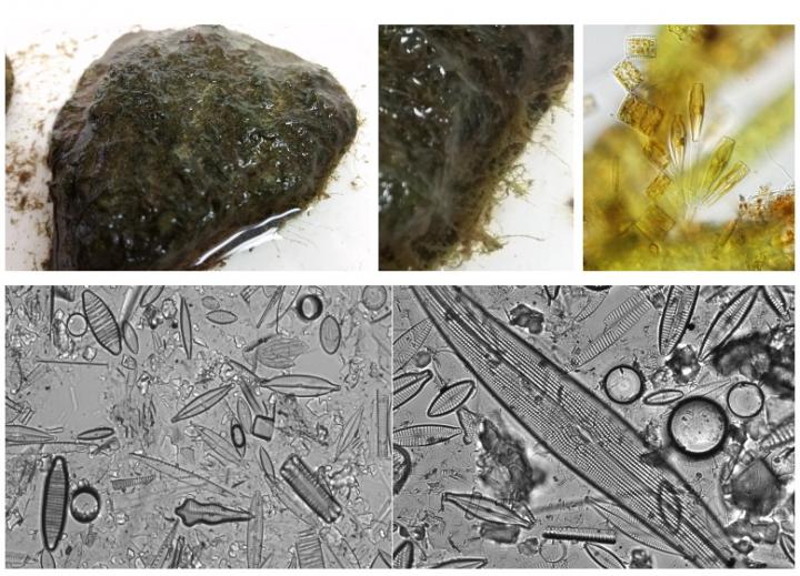 Biofilm Community