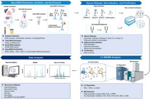 A graphical illustration of General workflow of MS-based GlycoRNA analysis.