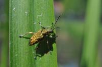 Donacia Bicolor