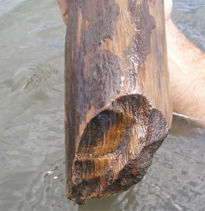 Sharpened End of Wooden Post 305 from a Building at Ek Way Nal at the Paynes Creek Salt Works, Beliz