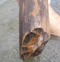 Sharpened End of Wooden Post 305 from a Building at Ek Way Nal at the Paynes Creek Salt Works, Beliz