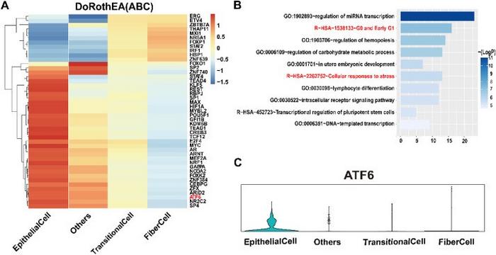 Transcription factor analysis.
