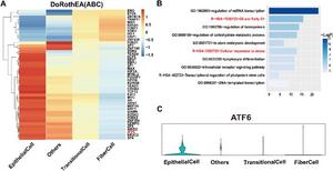 Transcription factor analysis.