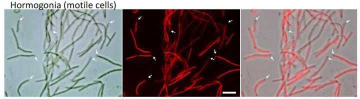 Hormogonia