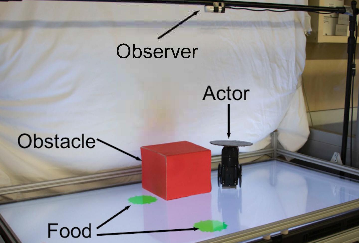 Photo of Observer and Actor Robots