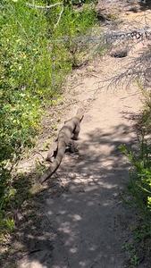 Heath goanna in Australia