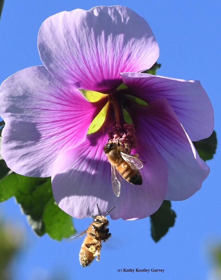 Foraging Honey Bees