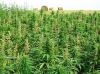 Hemp Crop in Alberta Field