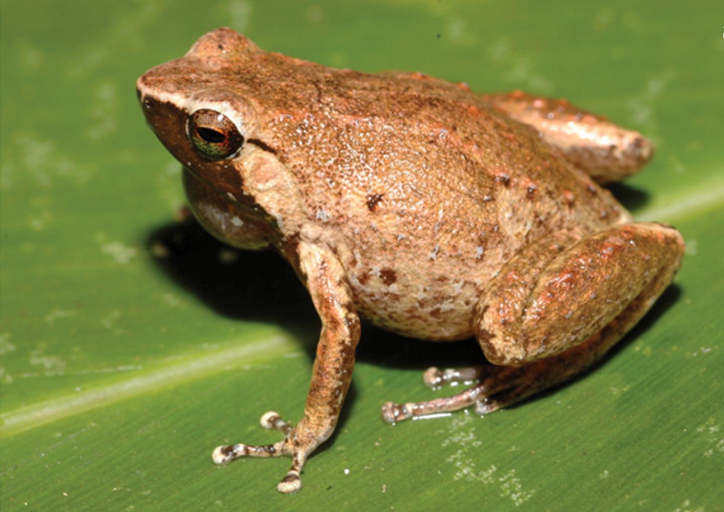 <i>Cophixalus rajampatensis</i> (1 of 2)