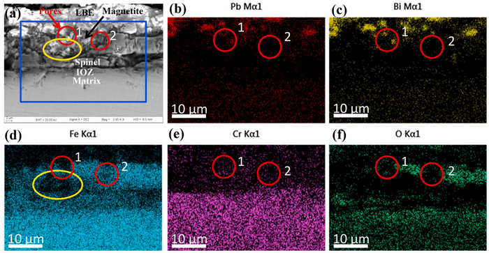 Honeycomb structure with oxygen-poor pores at the top of magnetite layer on a martensitic steel CLAM exposed to lead-bismuth eutectic at 500 ºC