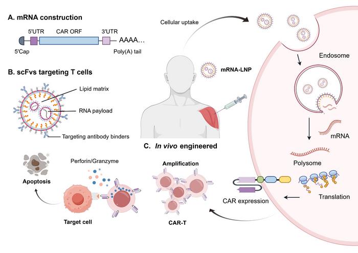 How targeted mRNA-LNPs can generate CAR-T cells inside the body