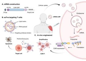 How targeted mRNA-LNPs can generate CAR-T cells inside the body