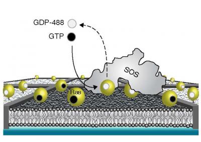 Supported Membrane Platform for Single Molecule Studies