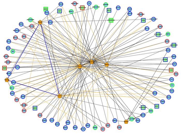Shared Gene regulatory network (GRN) comprising predicted targets for DAM and SVP-like transcription factors in peach buds.