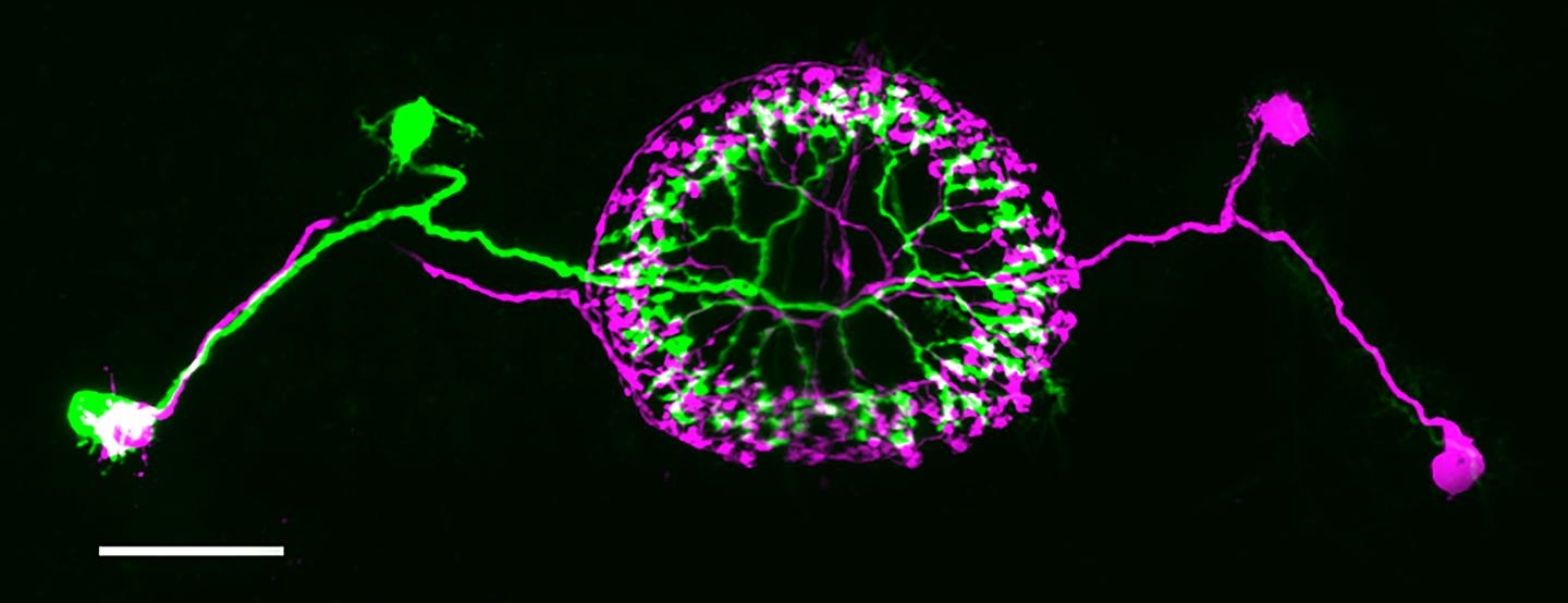 Visual Neurons