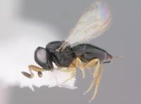 <em>Phanuromyia princeps</em>