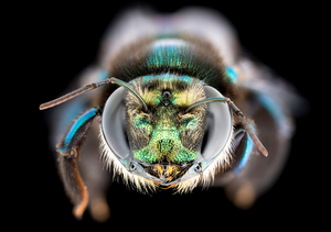 Carpenter bee