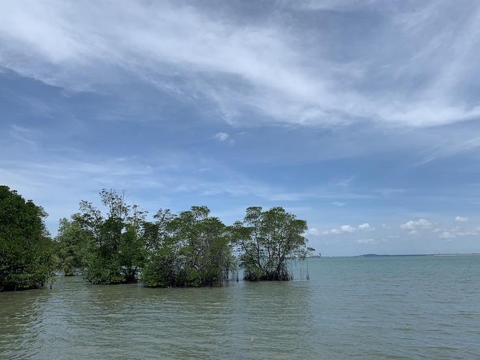 Study shows how El Niño and La Niña climate swings threaten mangroves worldwide