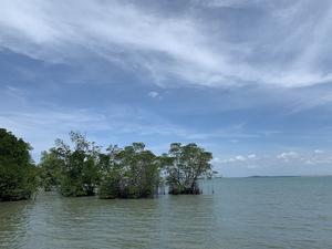 Study shows how El Niño and La Niña climate swings threaten mangroves worldwide