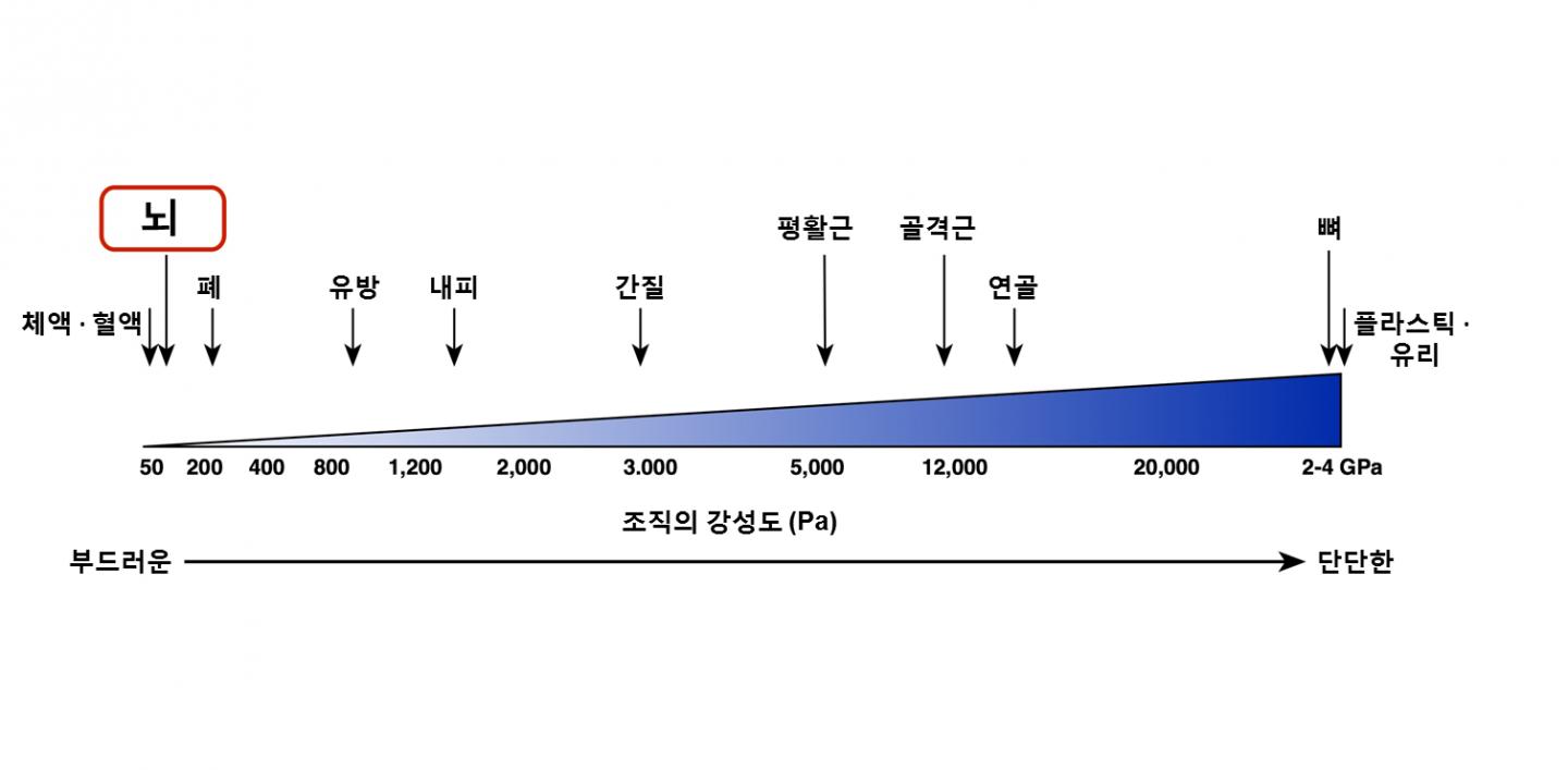 Stiffness Level of Various Tissues