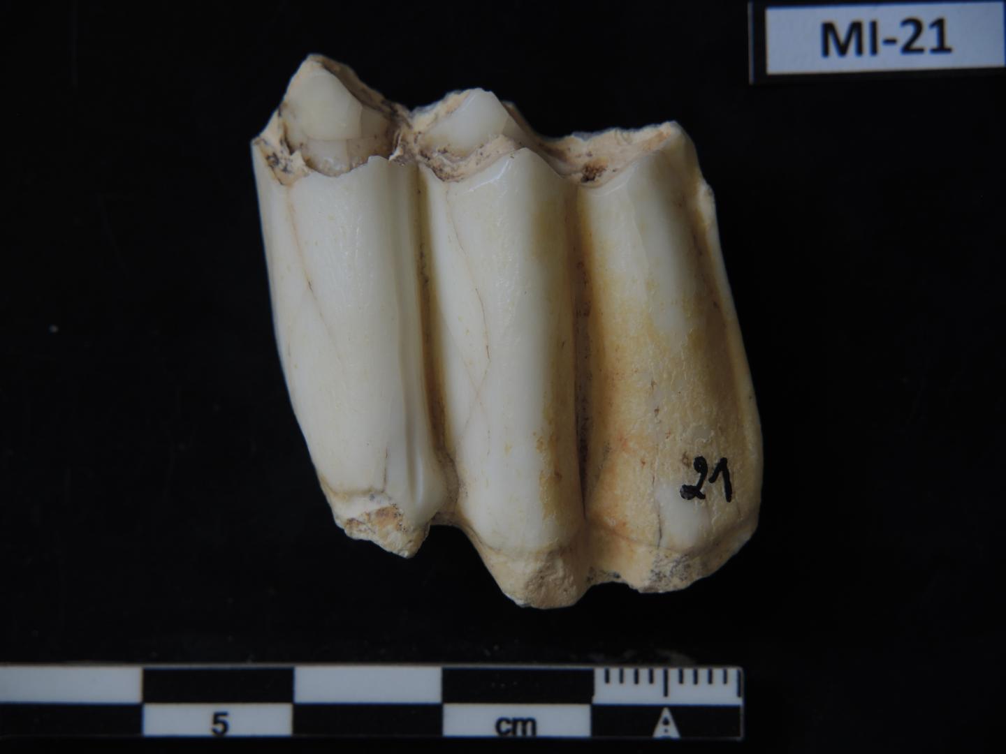 Fossil Tooth of a Serow (Capricornis Sp.)
