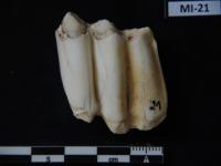 Fossil Tooth of a Serow (Capricornis Sp.)